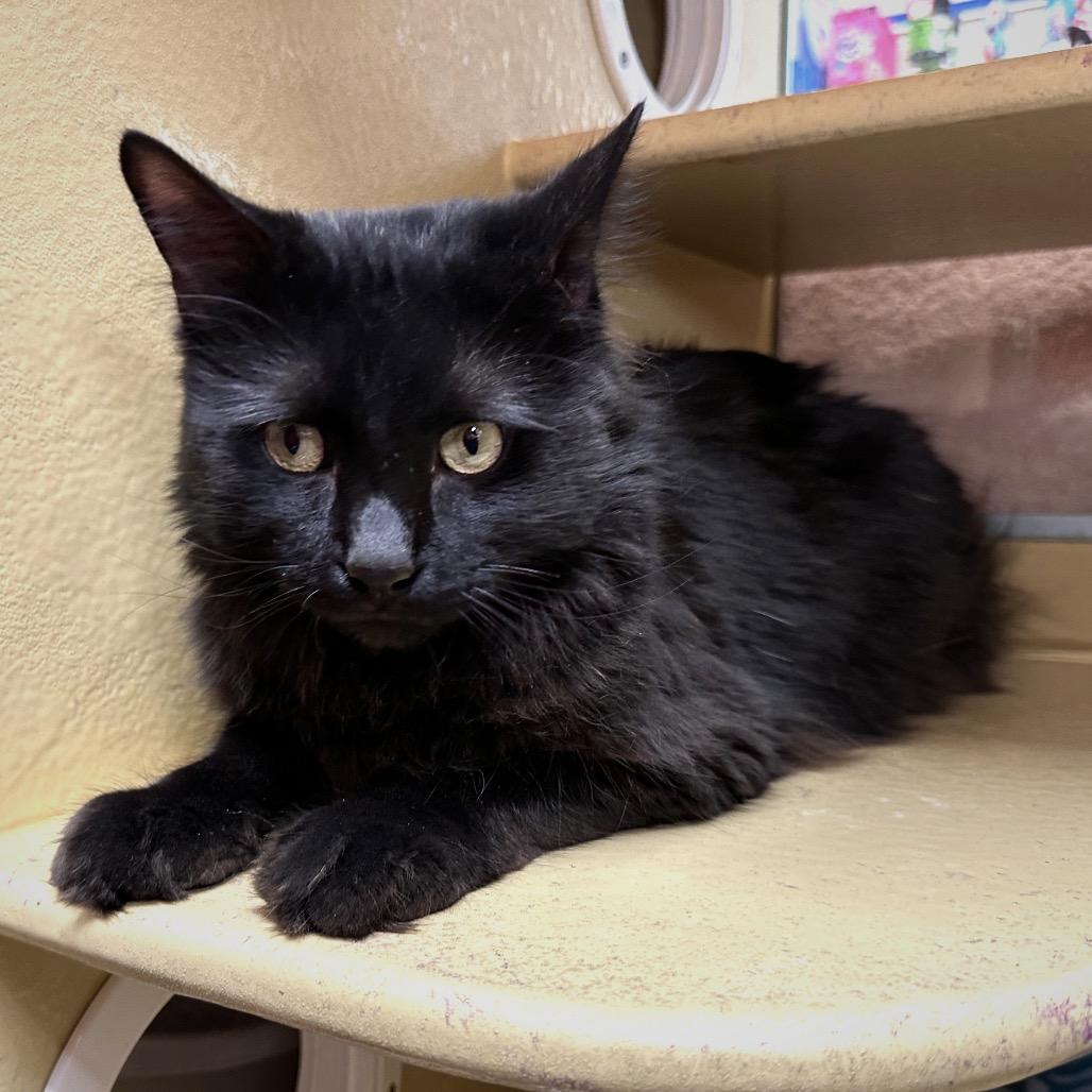 Enlarge Mullberry, a Adoptable Domestic Long Hair in Spokane, WA image 5/6