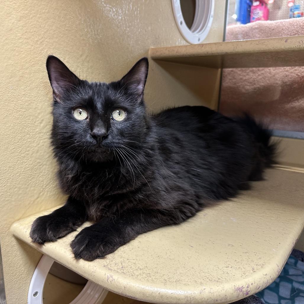 Enlarge Mullberry, a Adoptable Domestic Long Hair in Spokane, WA image 6/6