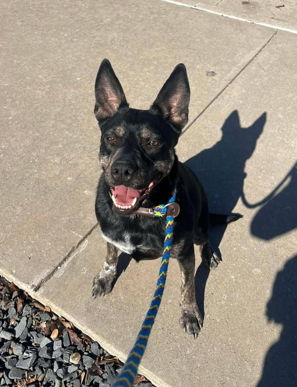 Sadie, Adoptable, Young Female German Shepherd Dog.