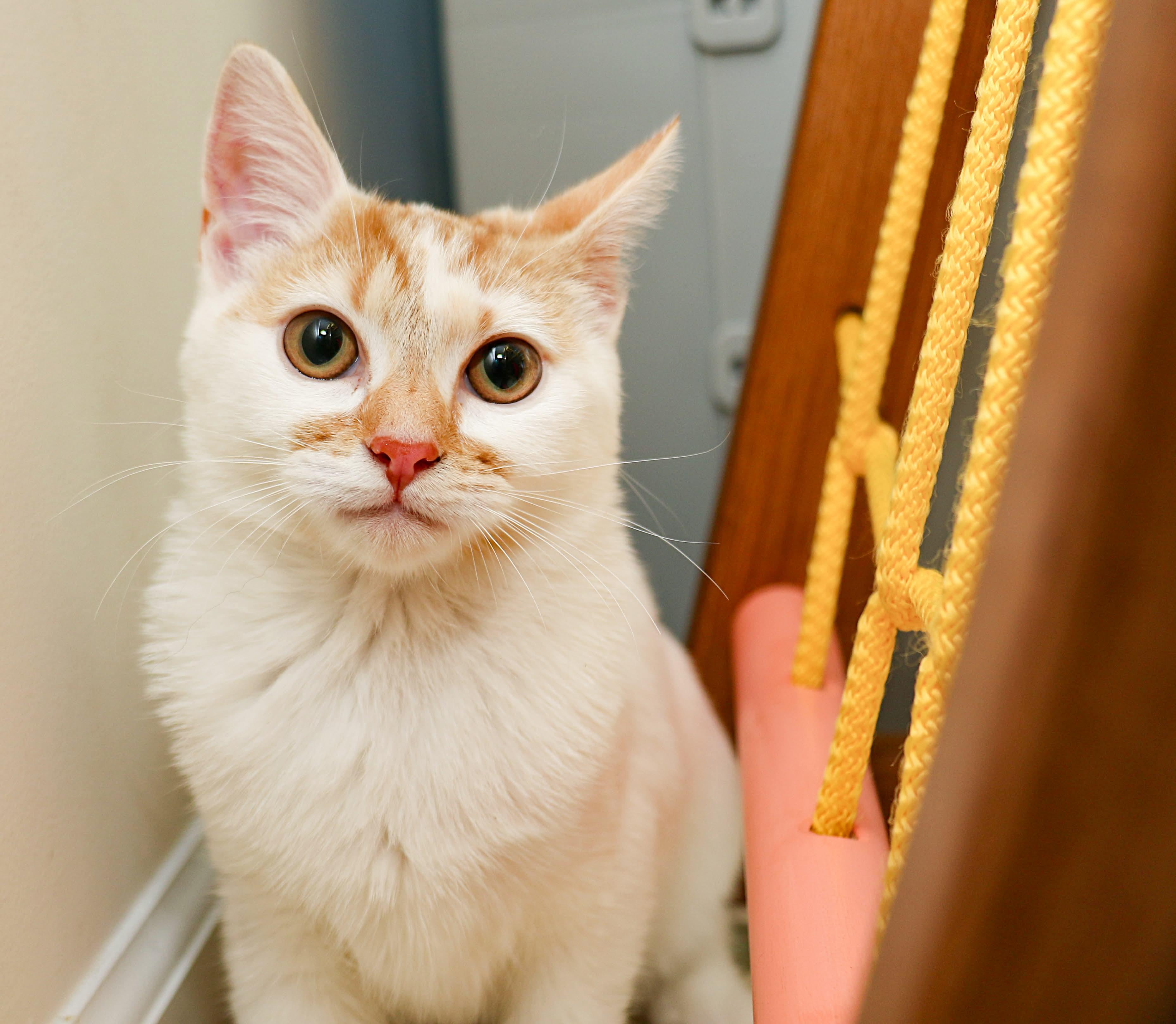 Mirabelle, a Adoptable Domestic Short Hair in Charlotte, NC image 4/5