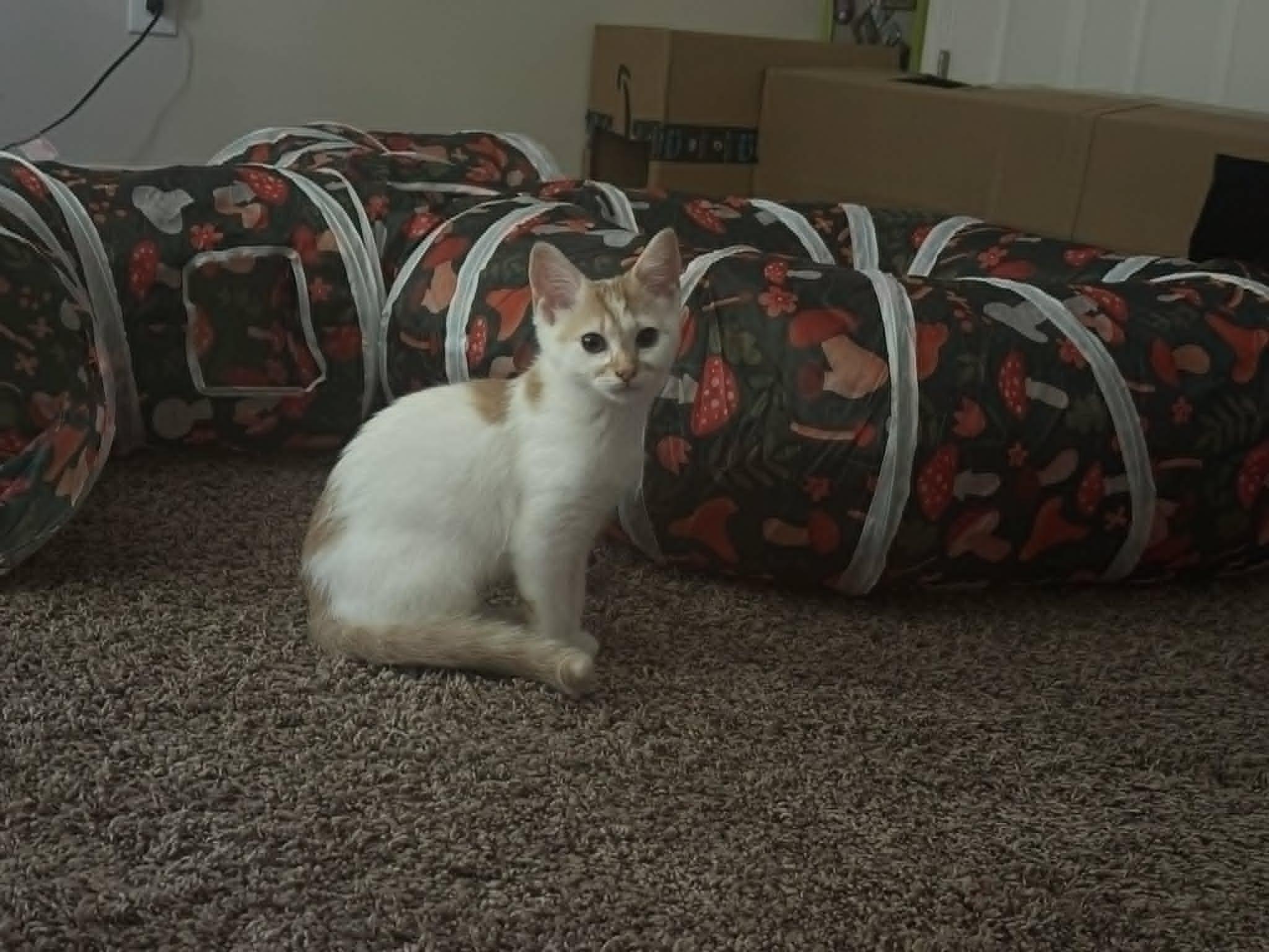 Mirabelle, a Adoptable Domestic Short Hair in Charlotte, NC image 4/6
