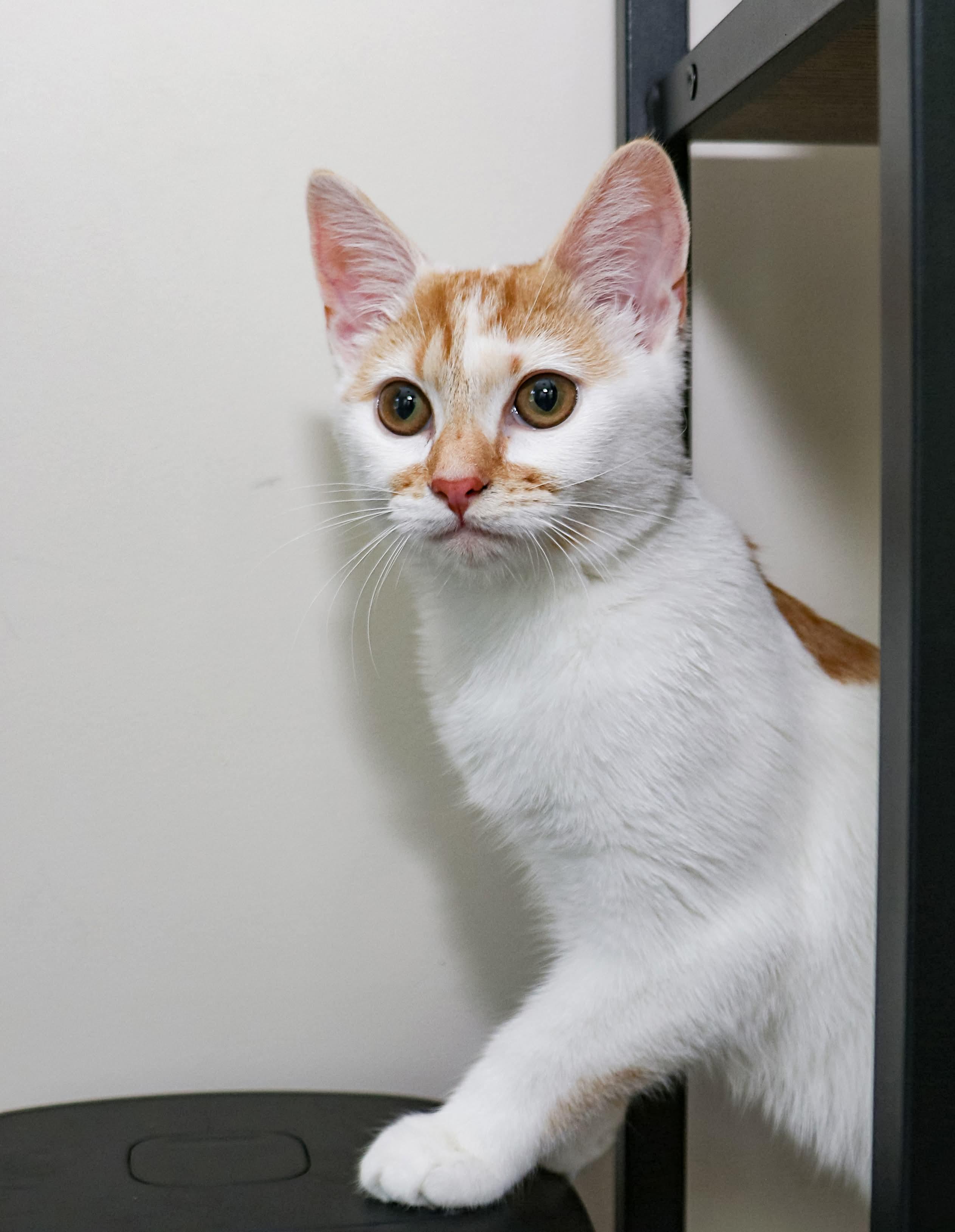 Mirabelle, a Adoptable Domestic Short Hair in Charlotte, NC image 5/5