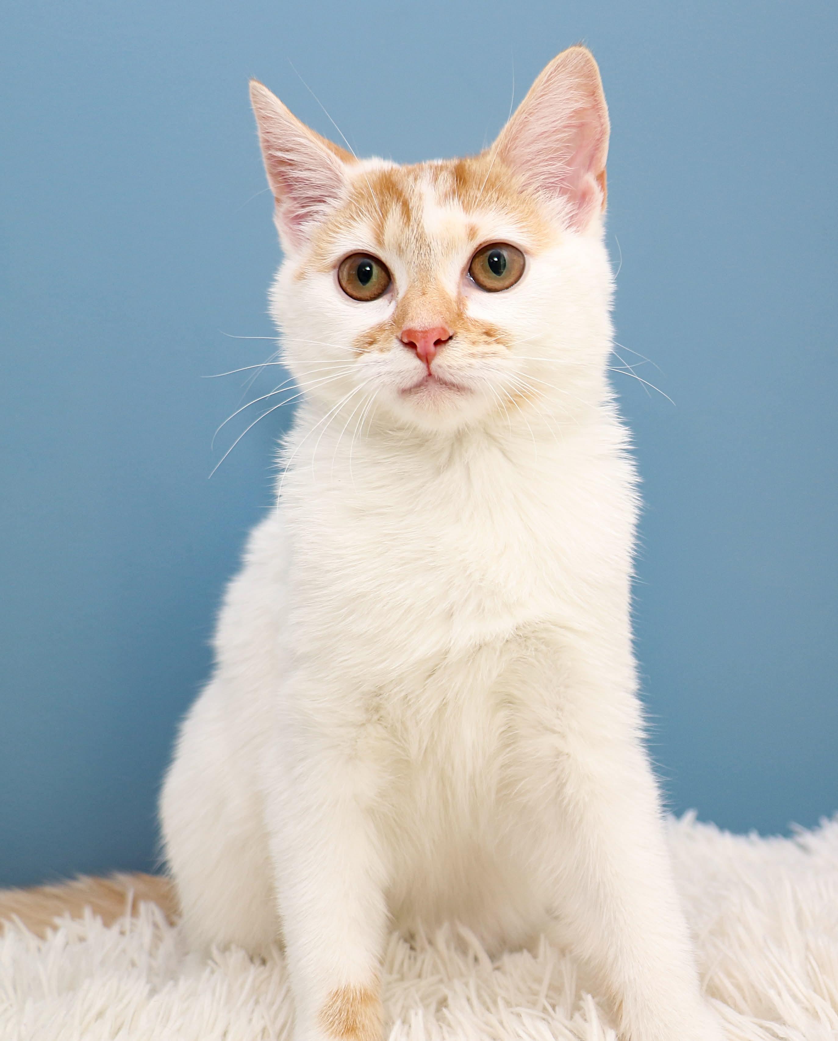 Mirabelle, Adoptable, Kitten Female Domestic Short Hair.