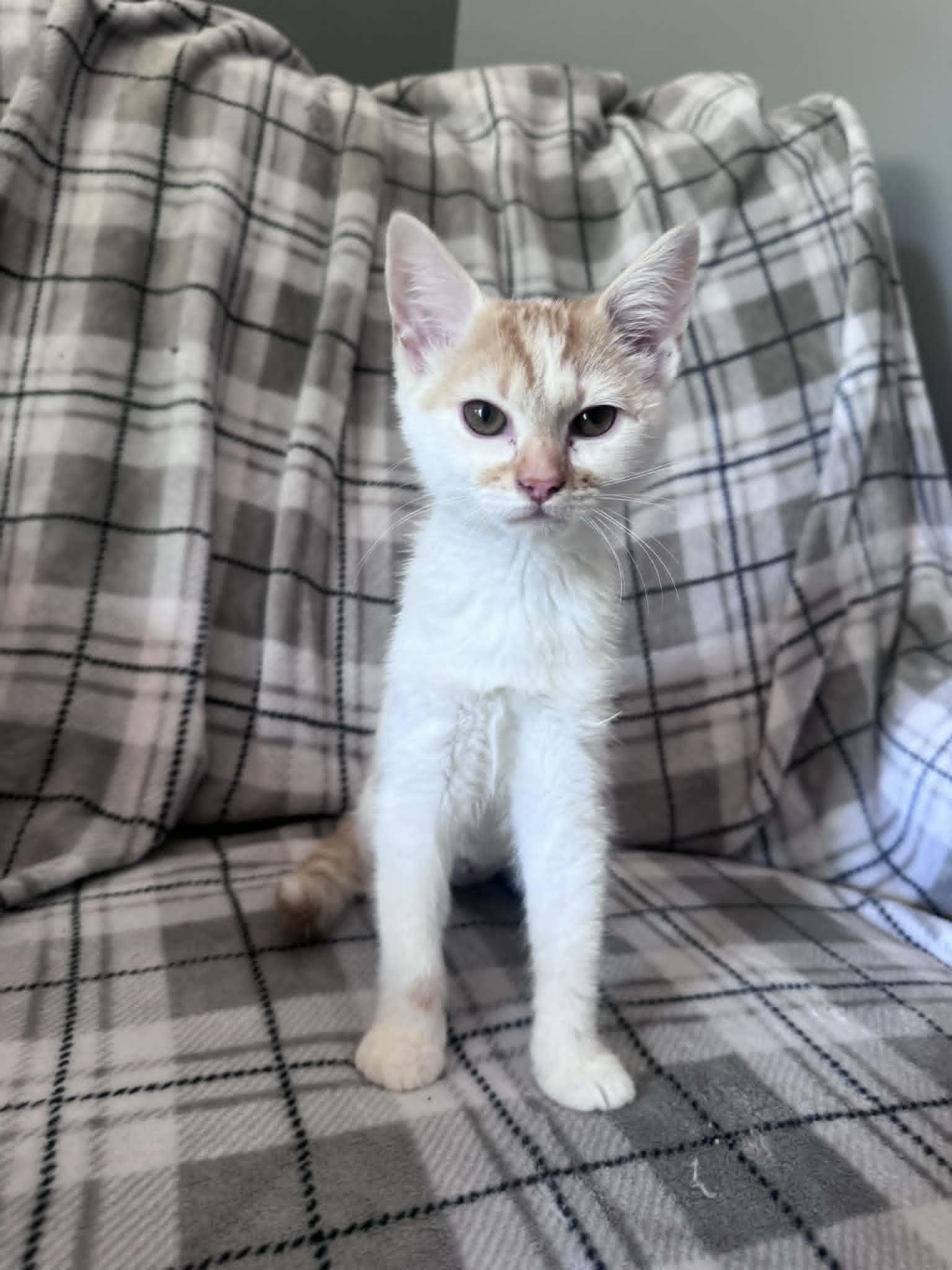 Mirabelle, a Adoptable Domestic Short Hair in Charlotte, NC image 5/6