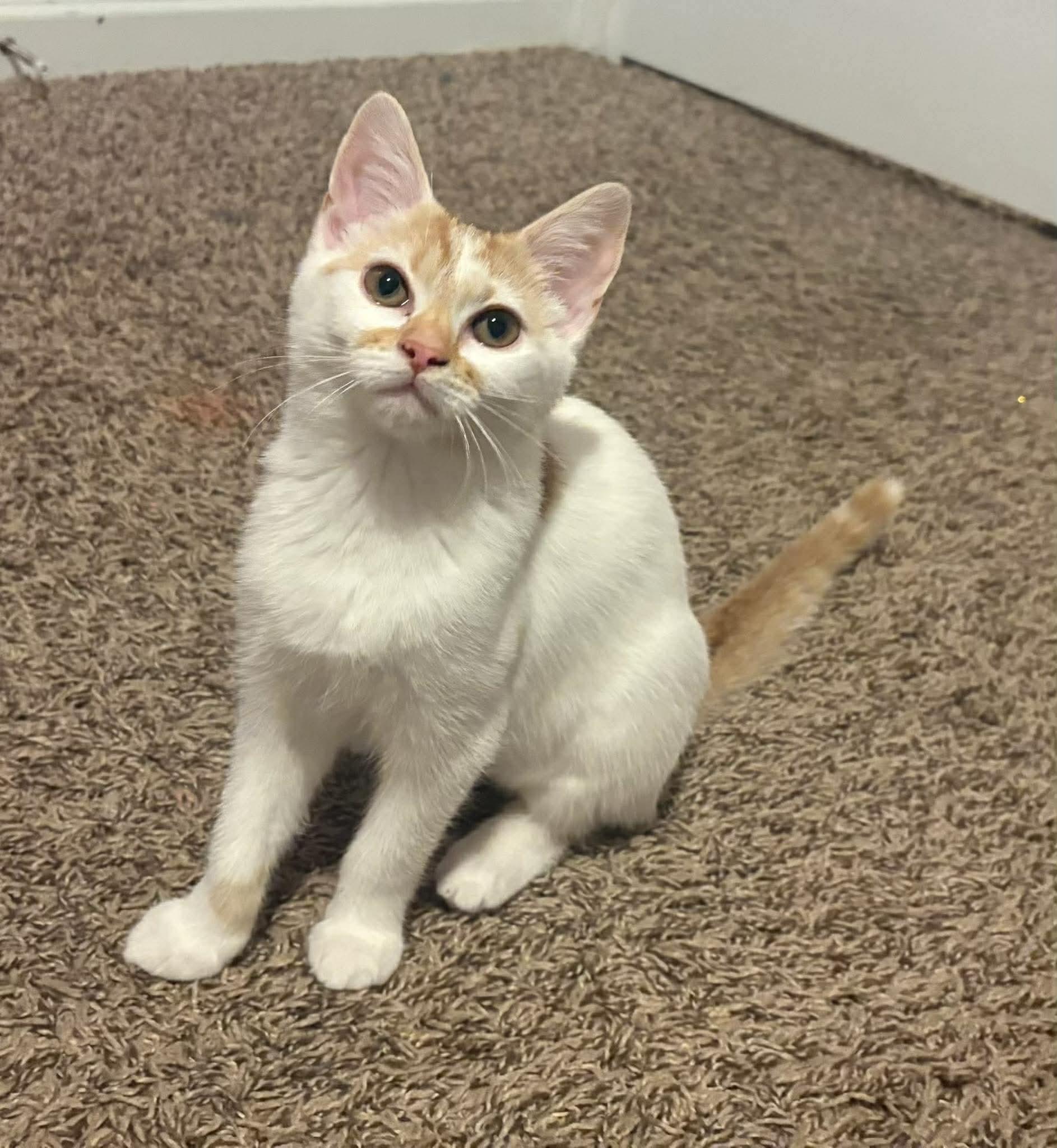Mirabelle, Adoptable, Kitten Female Domestic Short Hair.