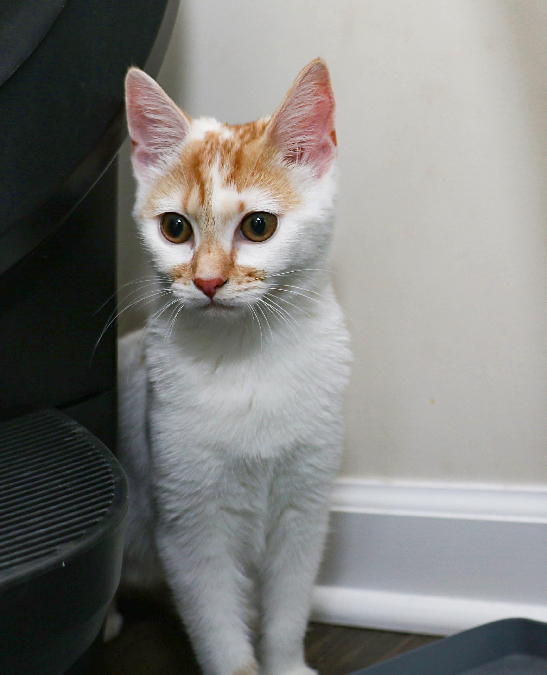 Mirabelle, a Adoptable Domestic Short Hair in Charlotte, NC image 3/5