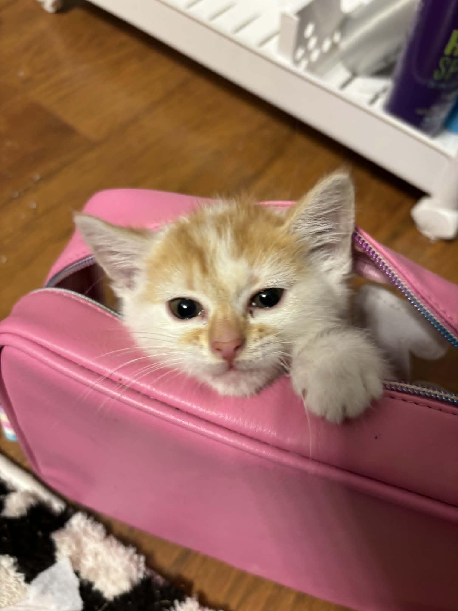 Mirabelle, a Adoptable Domestic Short Hair in Charlotte, NC image 2/6