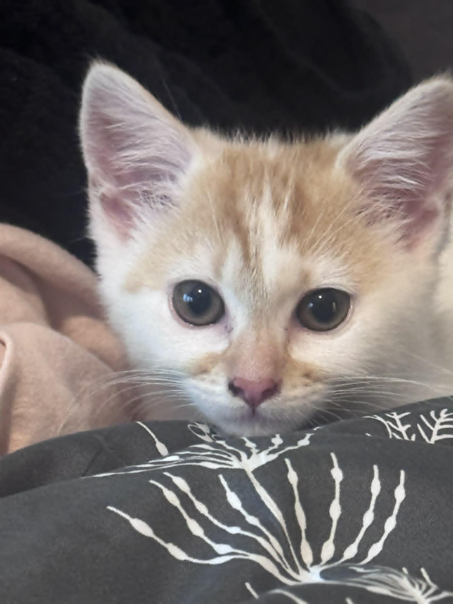 Mirabelle, a Adoptable Domestic Short Hair in Charlotte, NC image 3/6