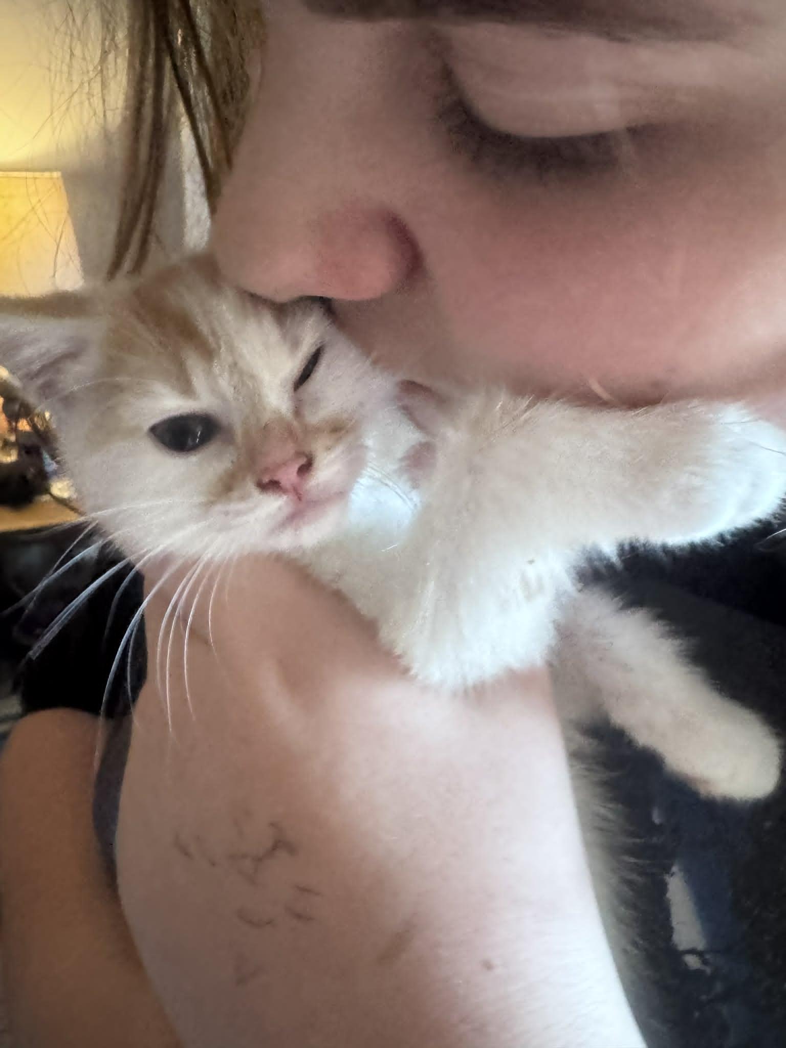Mirabelle, a Adoptable Domestic Short Hair in Charlotte, NC image 6/6
