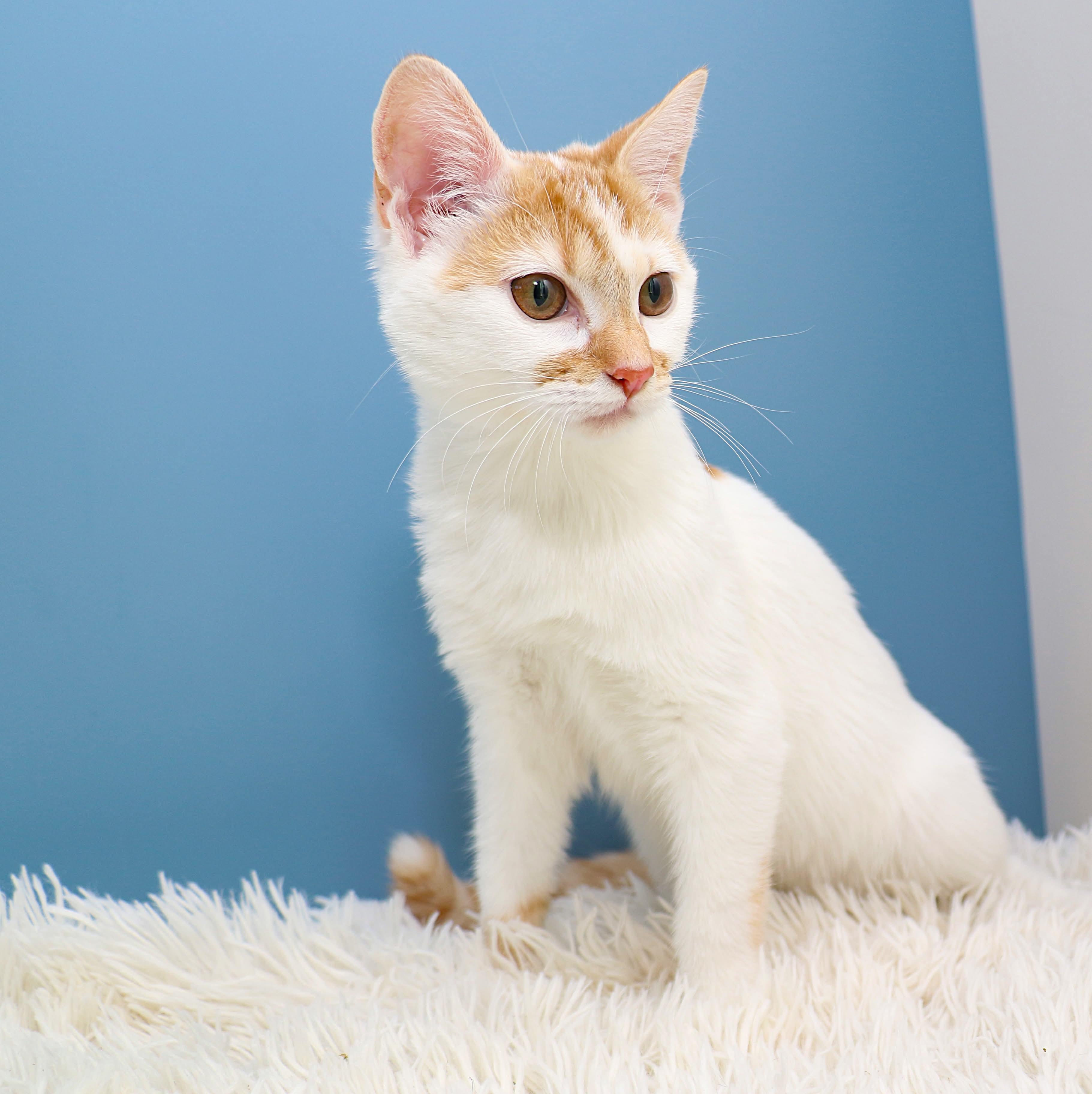 Mirabelle, a Adoptable Domestic Short Hair in Charlotte, NC image 2/5