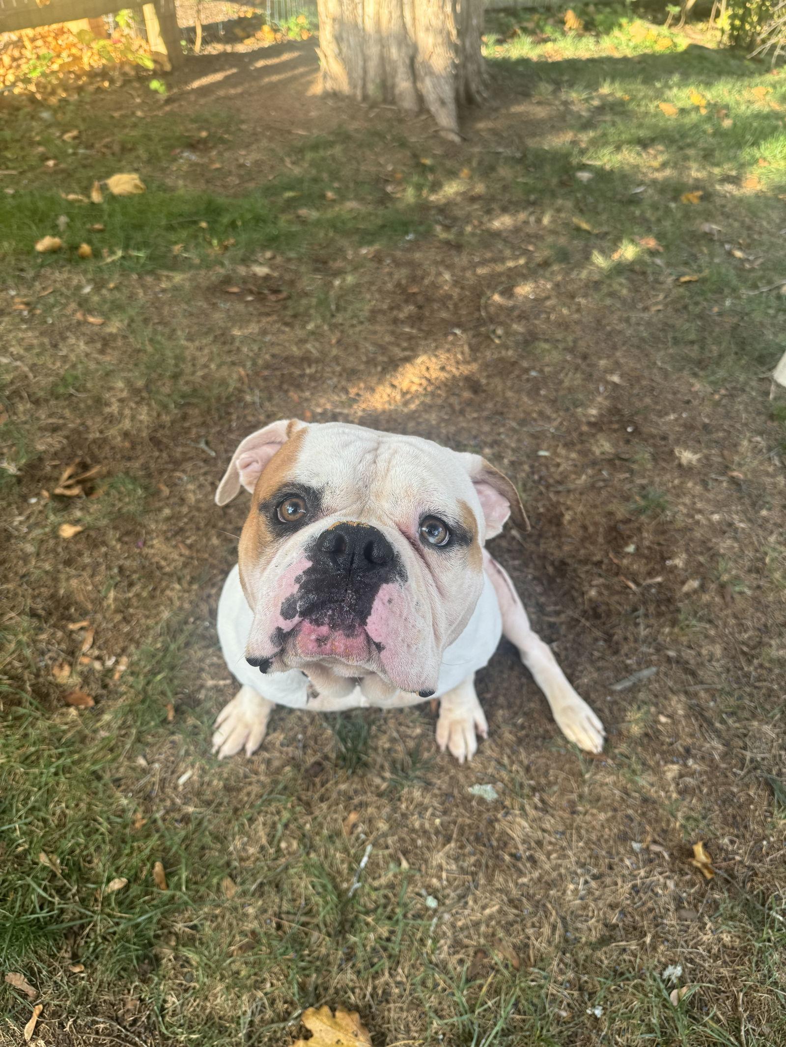Enlarge Ferdinand, a Adoptable American Bulldog in New Hope, PA image 2/3