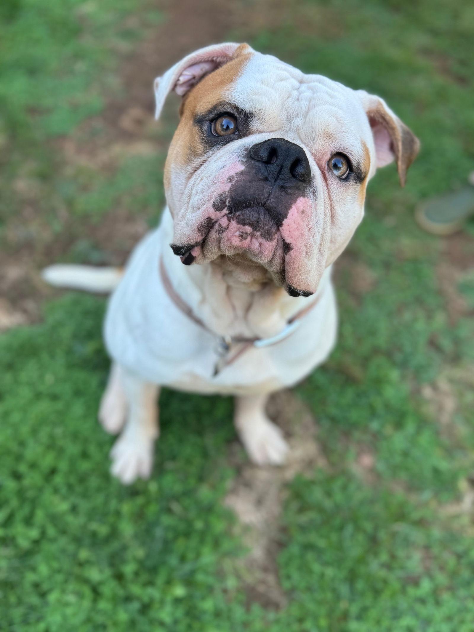 Enlarge Ferdinand, a Adoptable American Bulldog in New Hope, PA image 3/3