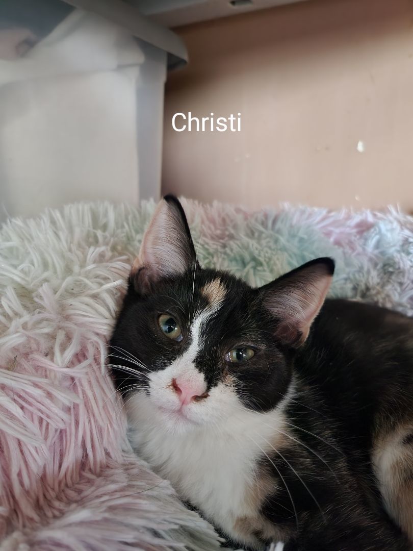 Enlarge Christi, a Adoptable American Shorthair in Mount Pleasant, PA image 1/2
