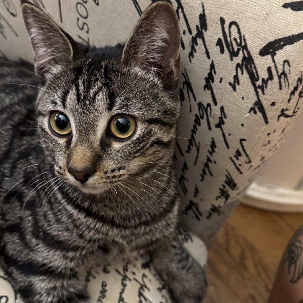 Turbo, Adoptable, Young Male Domestic Short Hair.