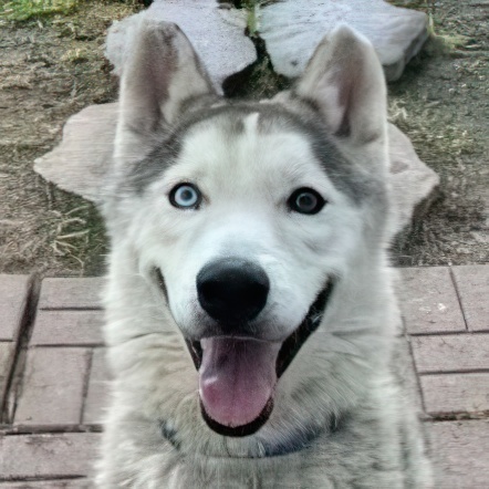 Coco 2, Adoptable, Adult Male Siberian Husky.