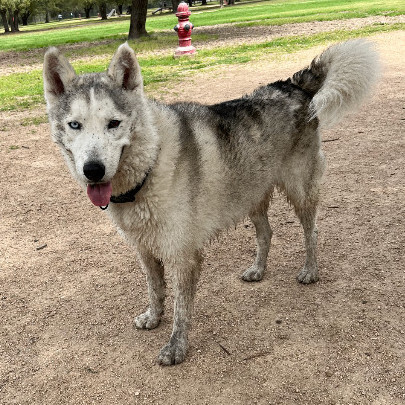Enlarge Coco 2, a Adoptable Siberian Husky in Sumter, SC image 4/6