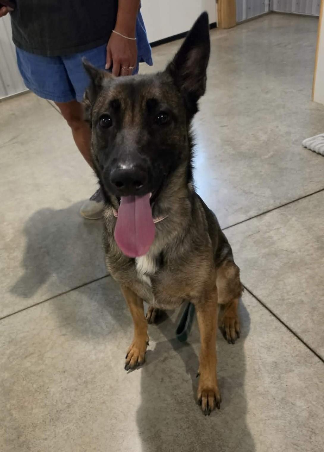 Enlarge Electra, a ADOPTABLE mixed breed in Grafton, OH image 5/6