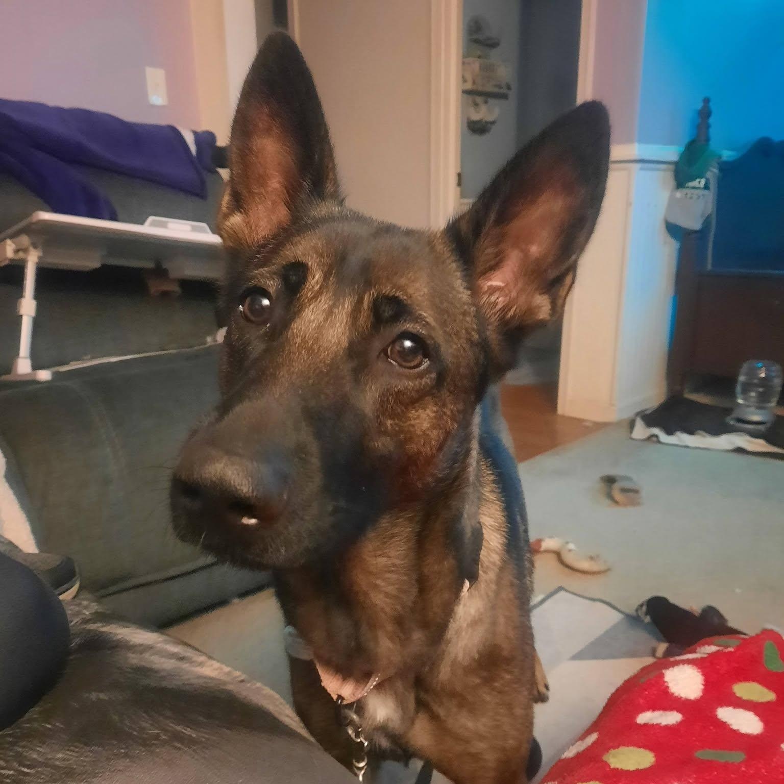 Enlarge Electra, a ADOPTABLE mixed breed in Grafton, OH image 3/6