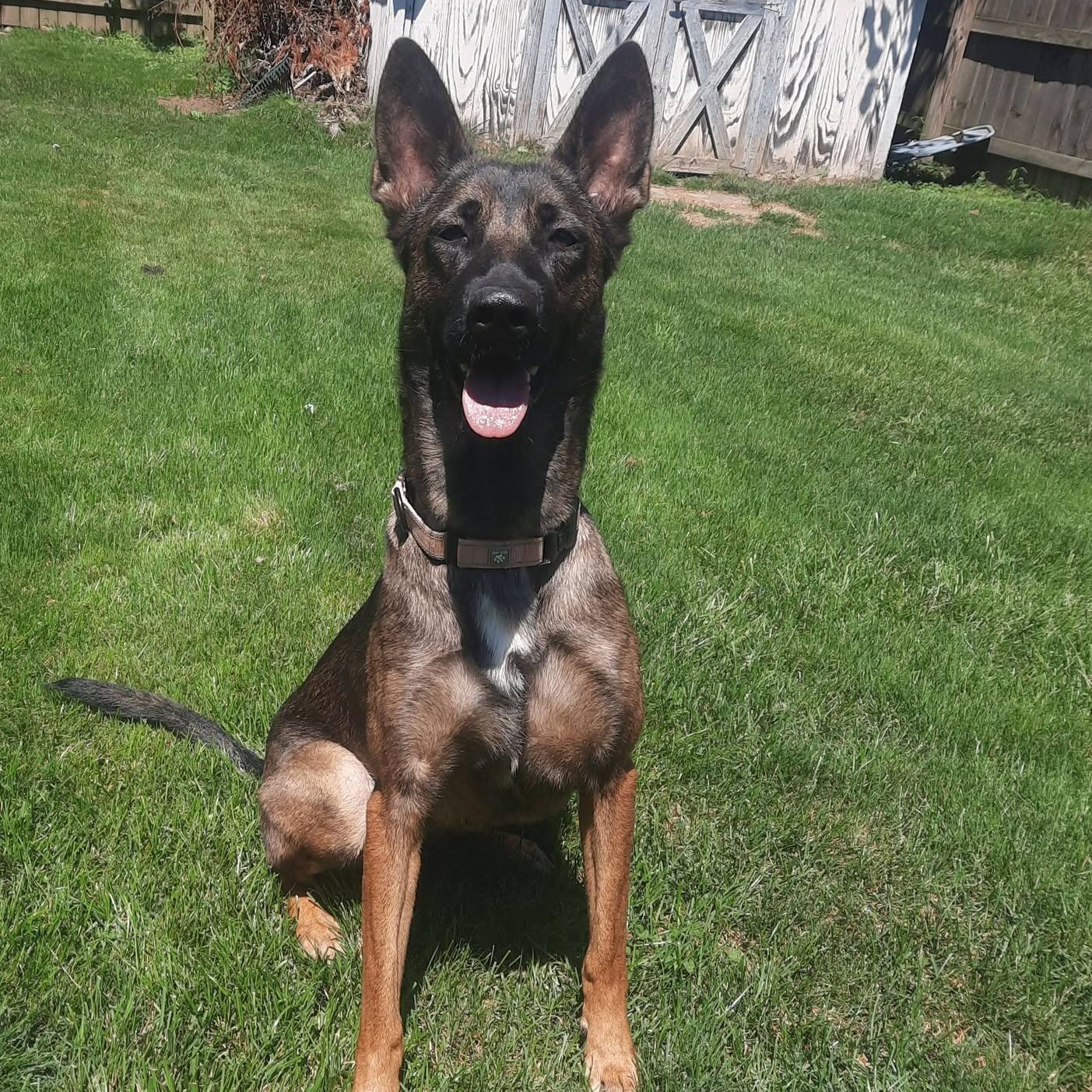 Enlarge Electra, a ADOPTABLE mixed breed in Grafton, OH image 6/6