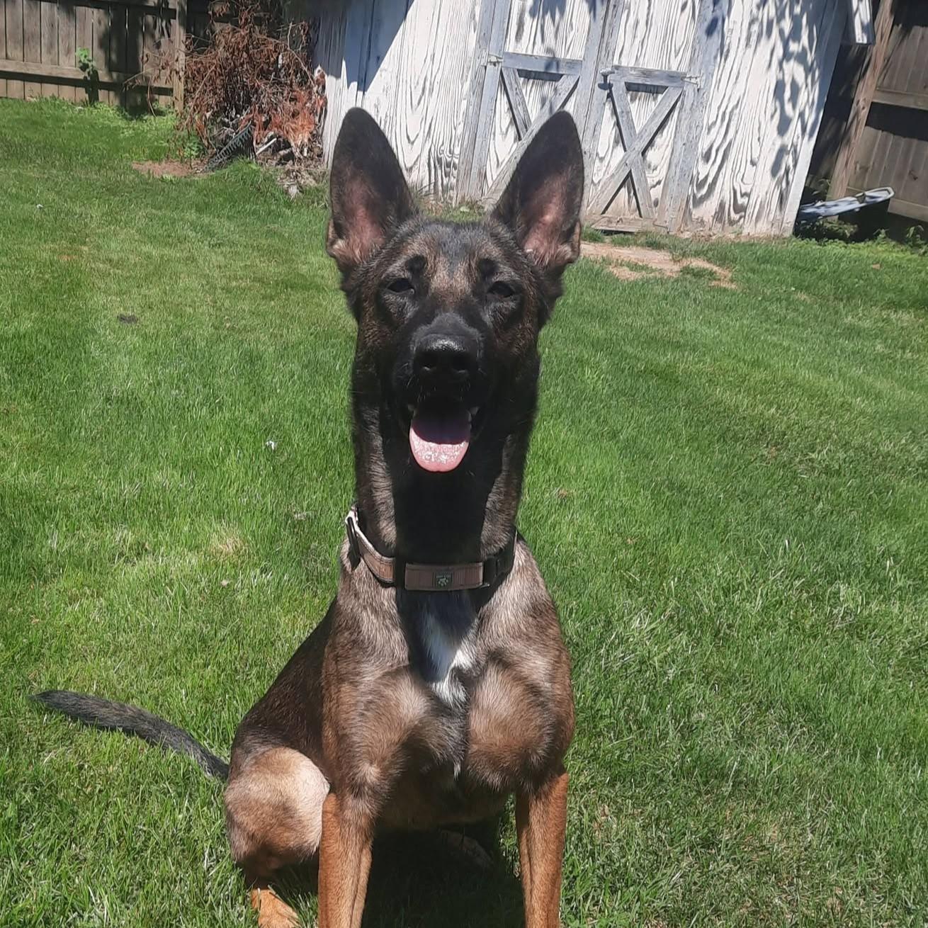 Enlarge Electra, a ADOPTABLE mixed breed in Grafton, OH image 1/6