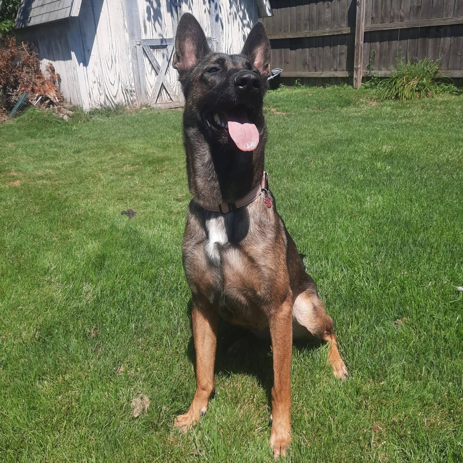 Enlarge Electra, a ADOPTABLE mixed breed in Grafton, OH image 4/6
