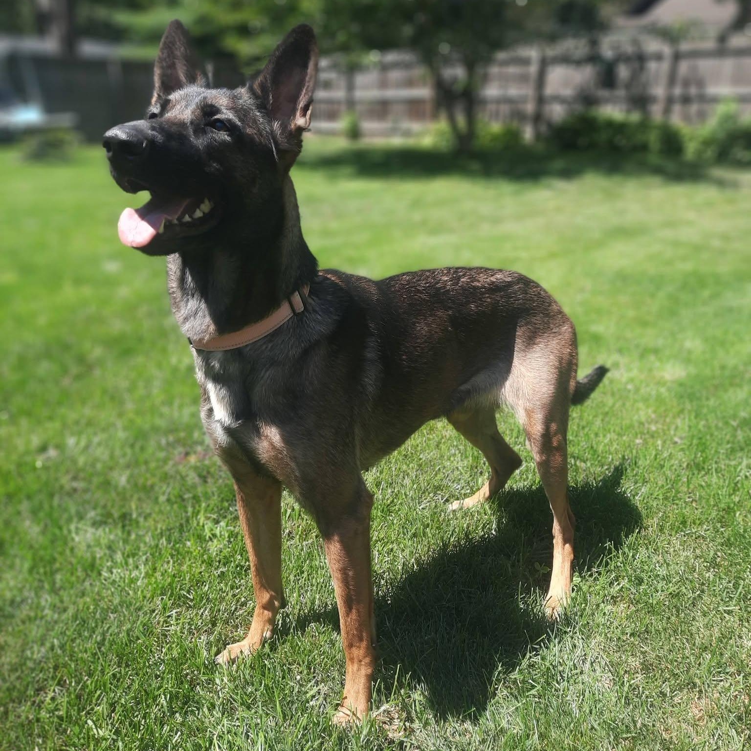 Enlarge Electra, a ADOPTABLE mixed breed in Grafton, OH image 2/6