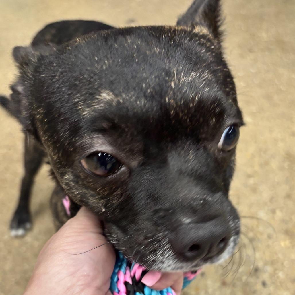 Bonchon, Adoptable, Young Male Mixed Breed.