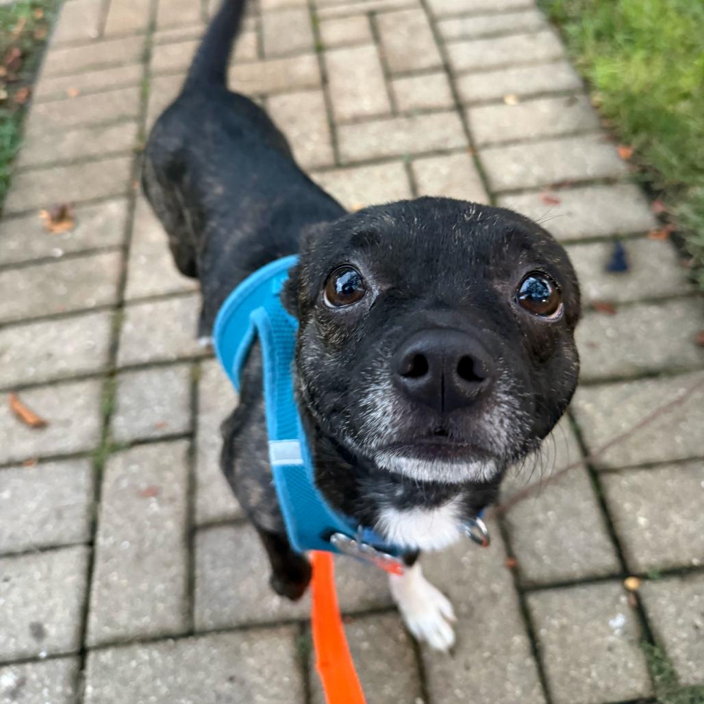 Enlarge Bonchon, a Adoptable Mixed Breed in Skokie, IL image 2/3