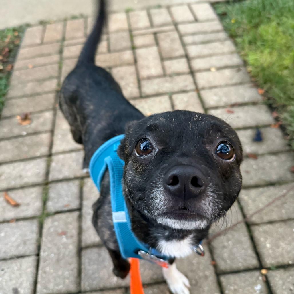 Enlarge Bonchon, a Adoptable Mixed Breed in Skokie, IL image 3/3