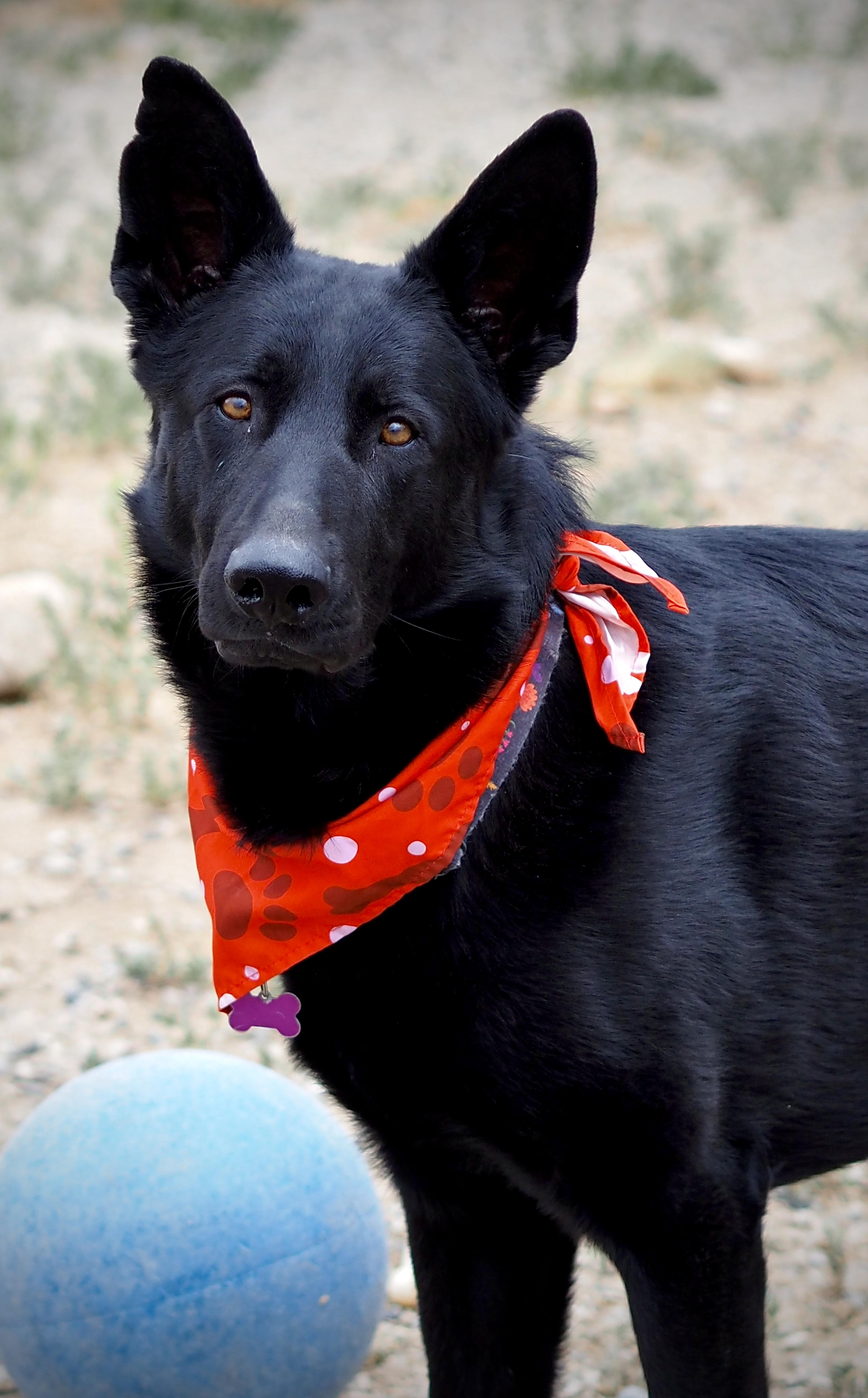 Black, a ADOPTABLE German Shepherd Dog in Buena Vista, CO image 2/4