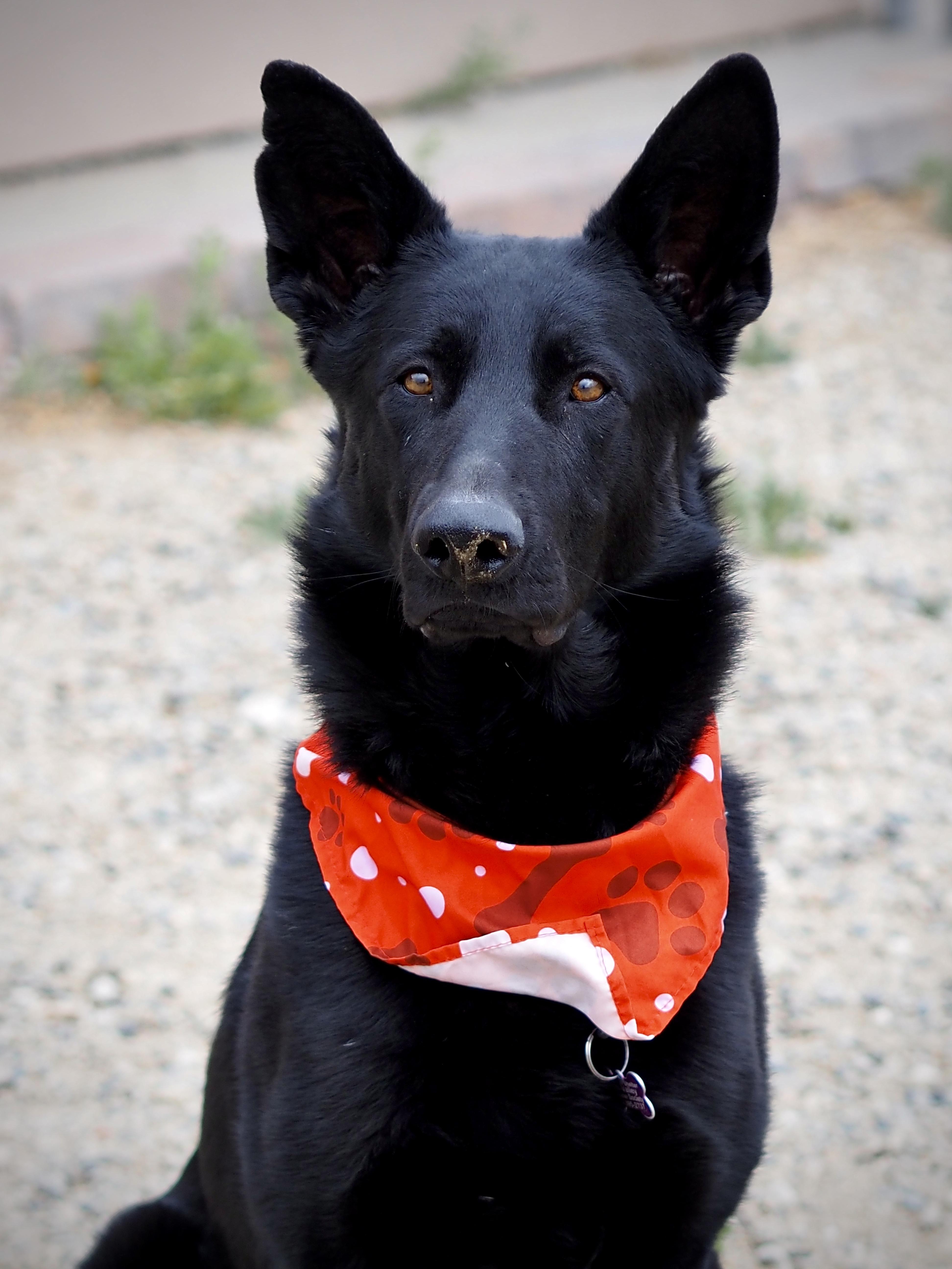 Black, a ADOPTABLE German Shepherd Dog in Buena Vista, CO image 4/4
