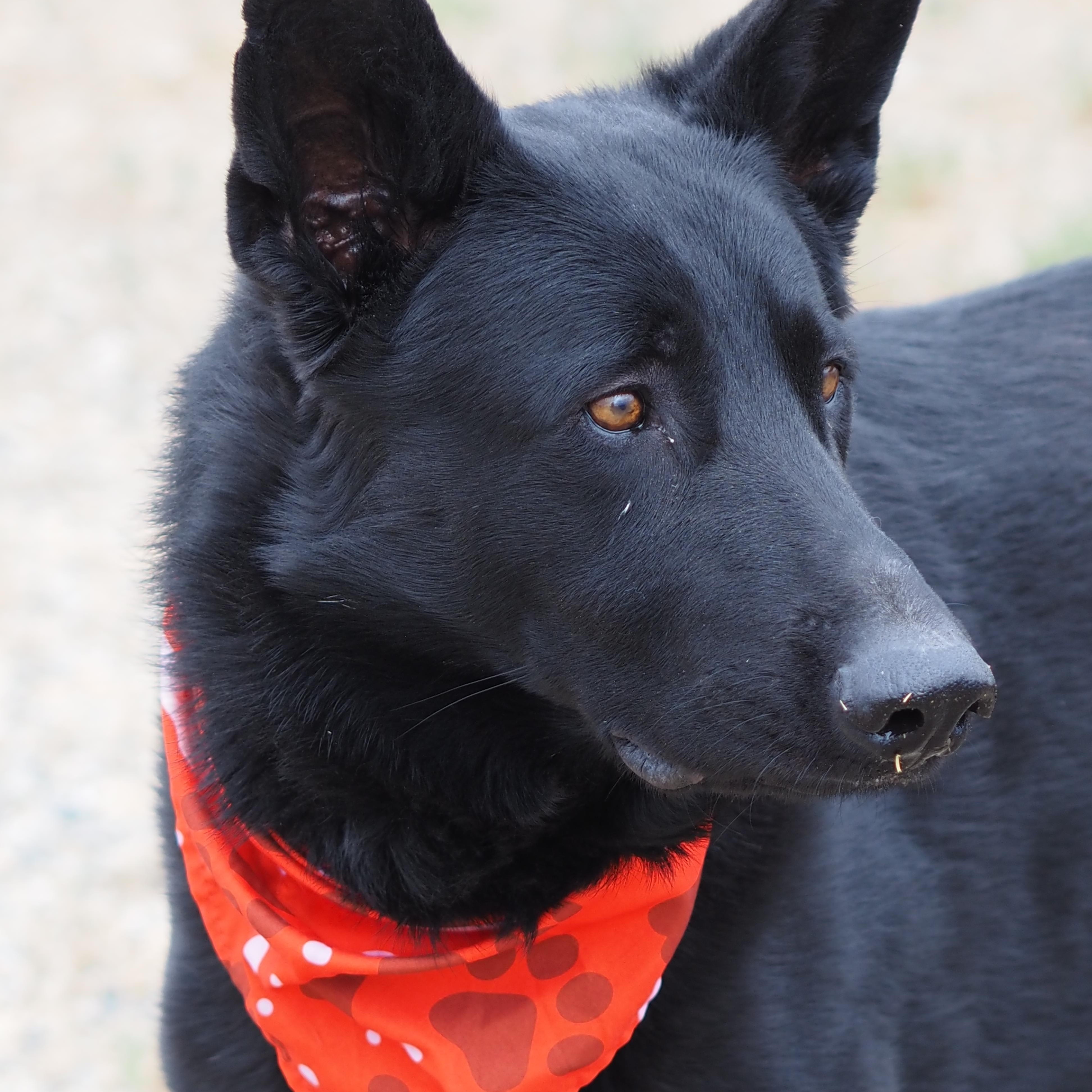 Black, a ADOPTABLE German Shepherd Dog in Buena Vista, CO image 3/4