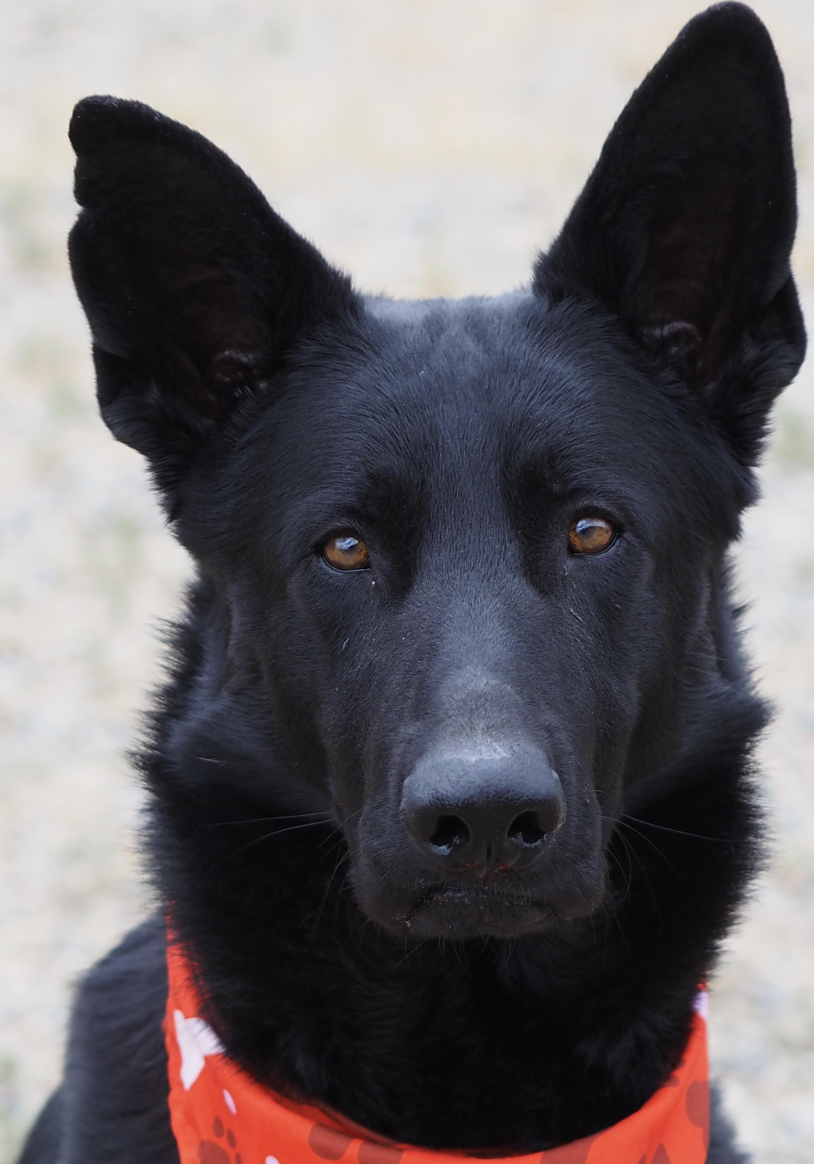 Black, a ADOPTABLE German Shepherd Dog in Buena Vista, CO image 1/4