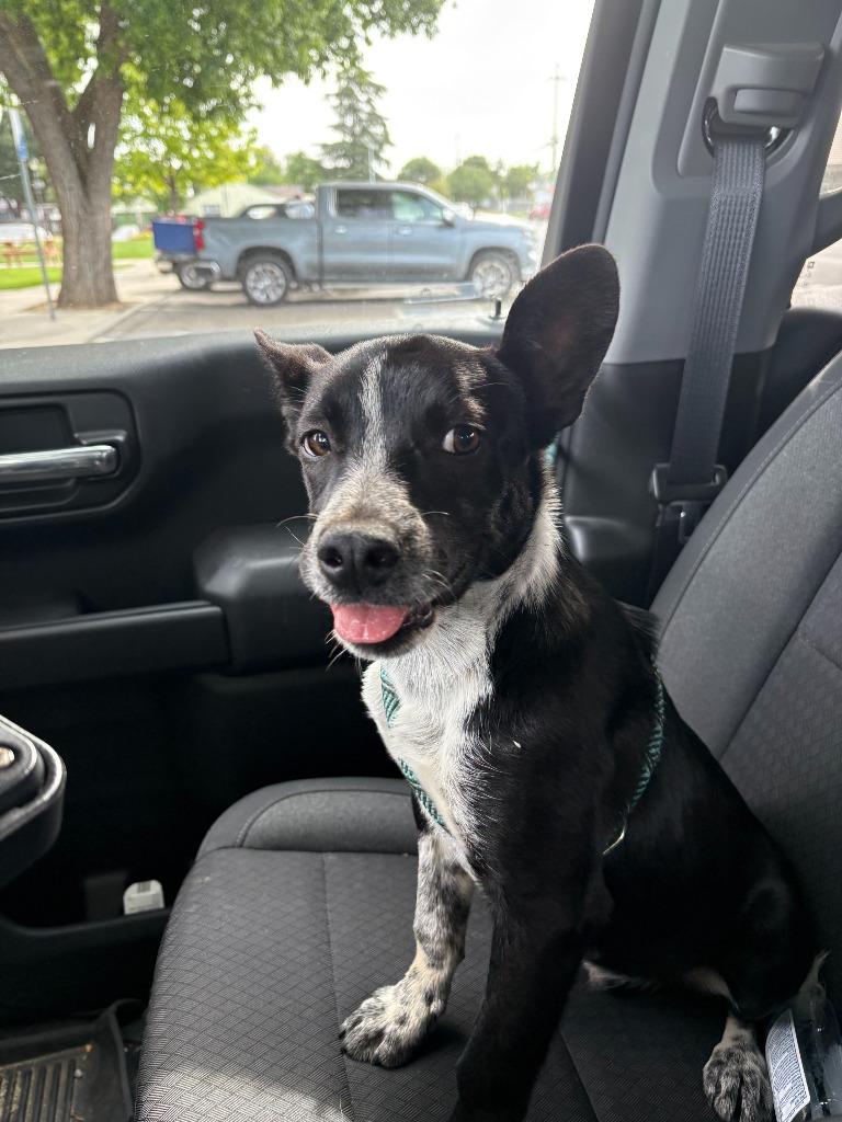 Buster, Adoptable, Puppy Male Australian Cattle Dog / Blue Heeler & Mixed Breed.