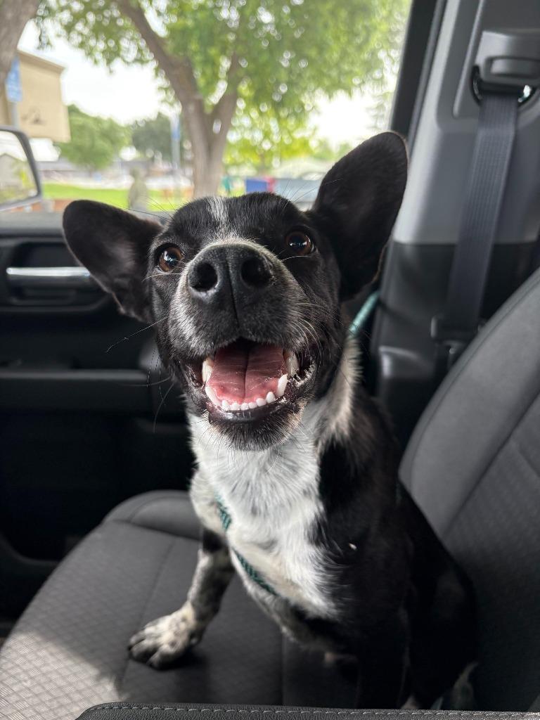 Enlarge Buster, a Adoptable mixed breed in Newman, CA image 2/2
