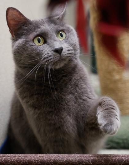 Enlarge Sophie, a Adoptable mixed breed in Baraboo, WI image 3/3