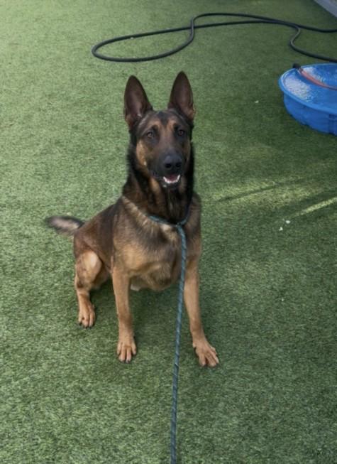 Enlarge BEOWOOF, a Adoptable mixed breed in Van Nuys, CA image 1/1