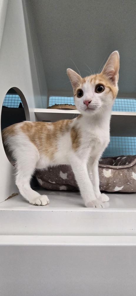 Cade, Adoptable, Kitten Male Domestic Short Hair.