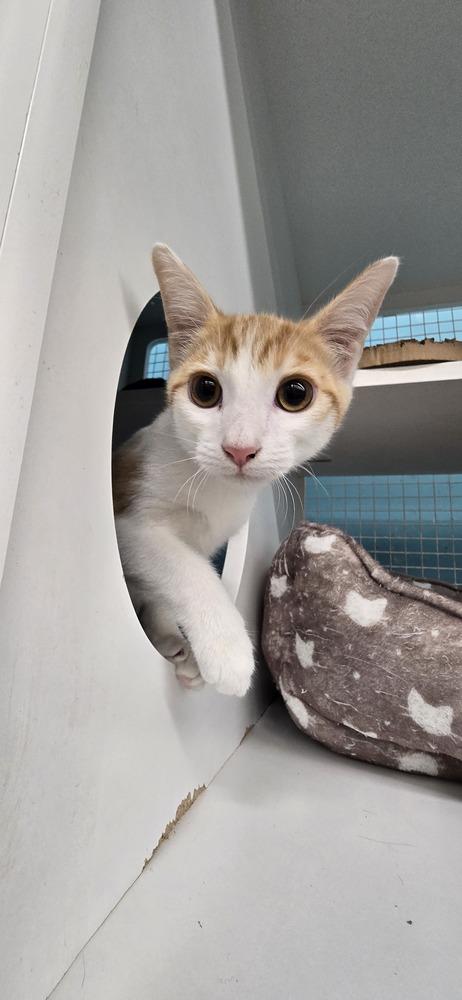 Enlarge Cade, a Adoptable Domestic Short Hair in Kinston, NC image 2/2