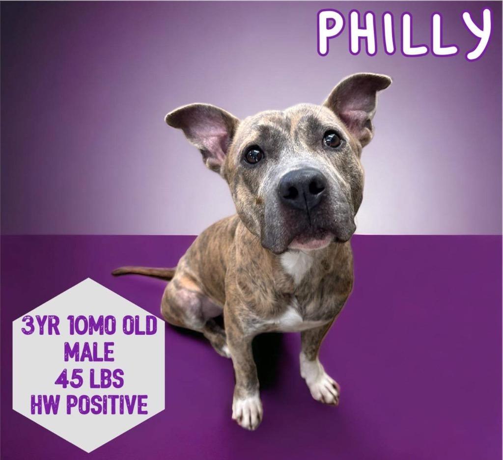 Philly, Adoptable, Adult Male Pit Bull Terrier.