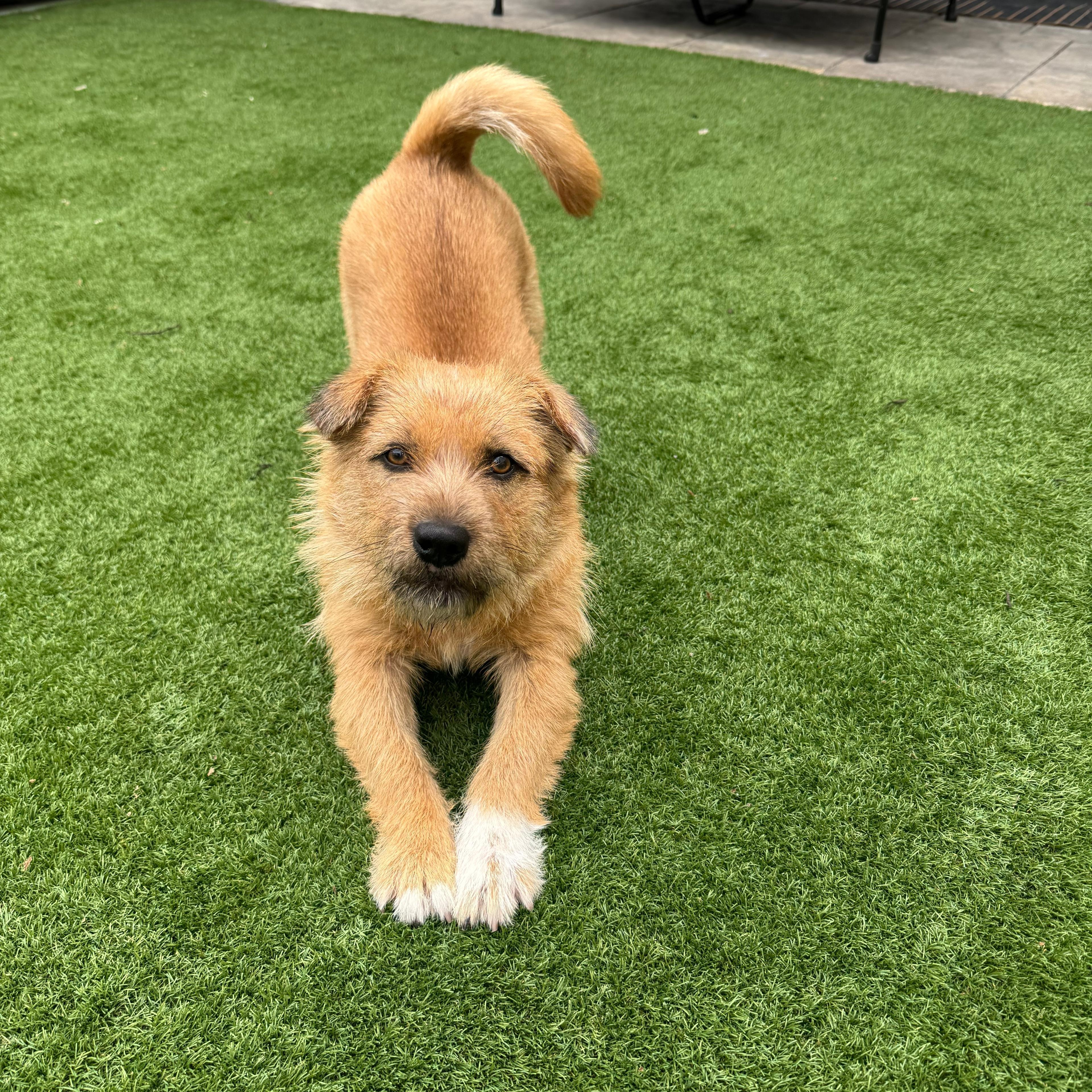Toto, an adopted mixed breed in Houston, TX image 3/4