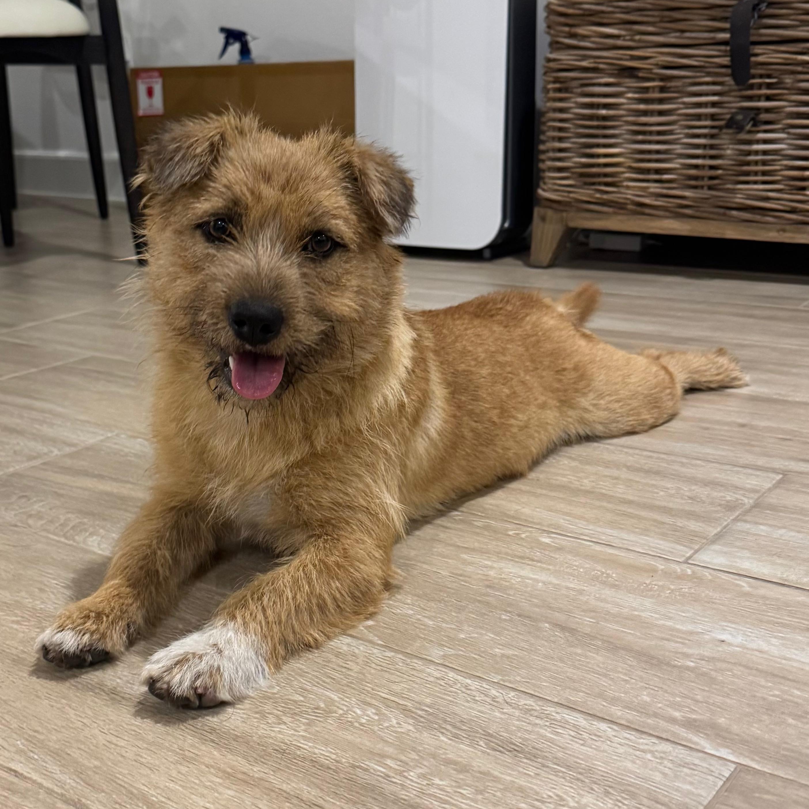 Toto, adopted, Young Male Cairn Terrier & Corgi.