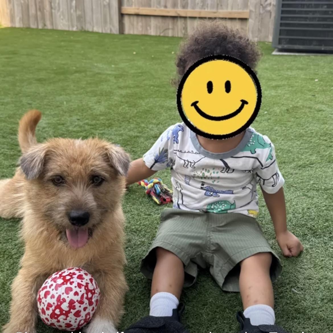 Toto, an adopted mixed breed in Houston, TX image 2/4