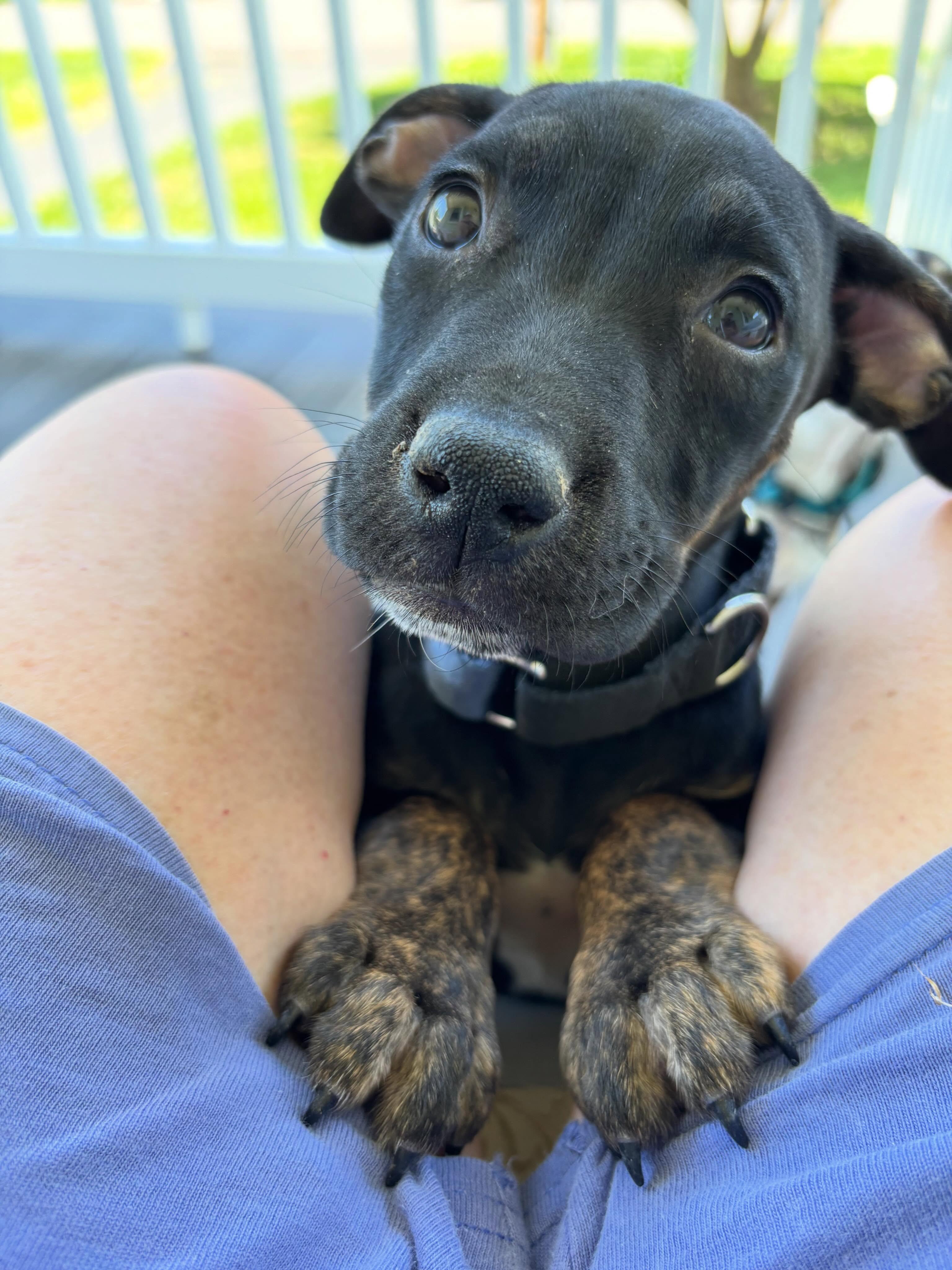 Lucas, a ADOPTABLE mixed breed in Blue Bell, PA image 1/6