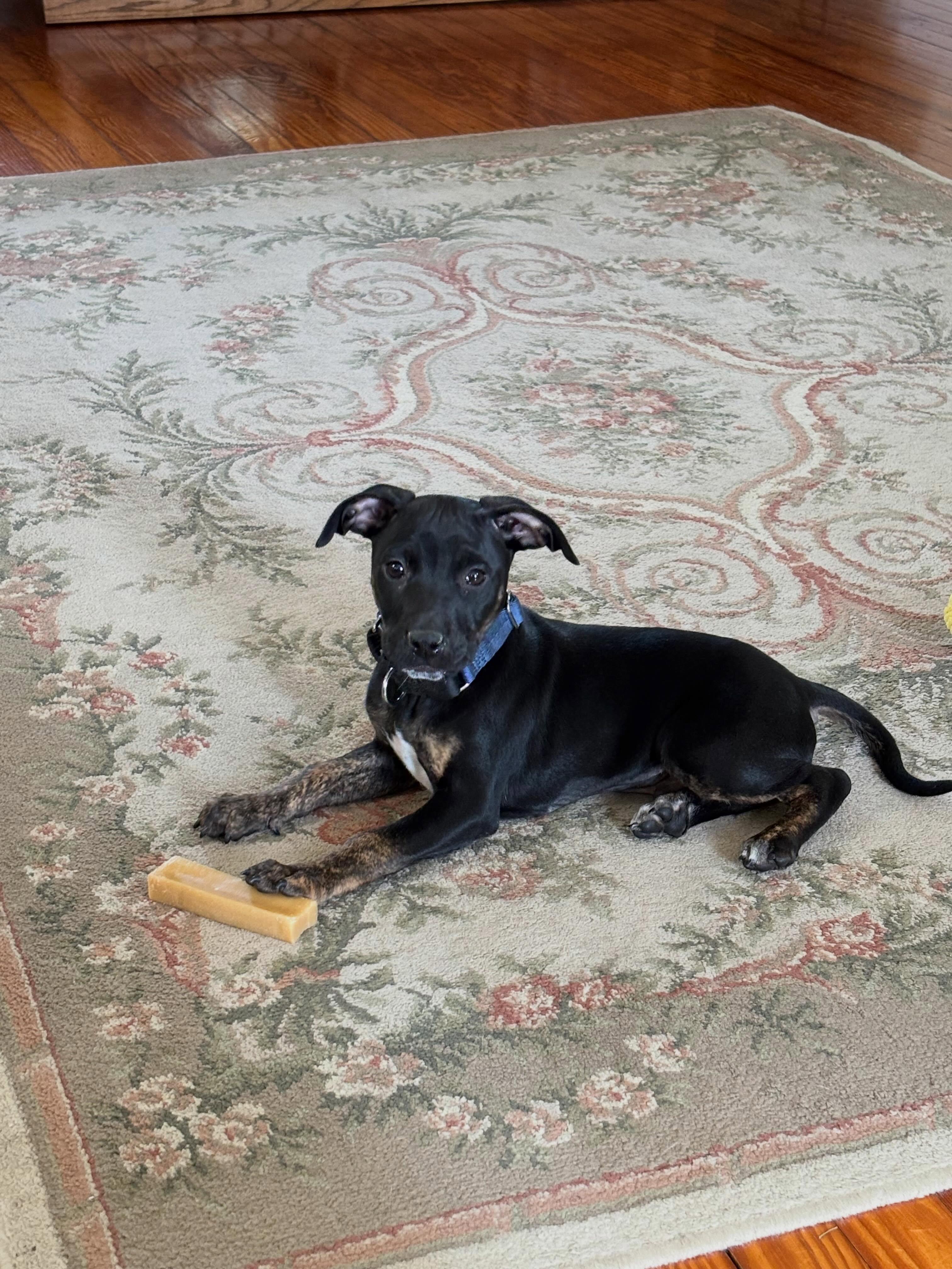 Lucas, a ADOPTABLE mixed breed in Blue Bell, PA image 2/6