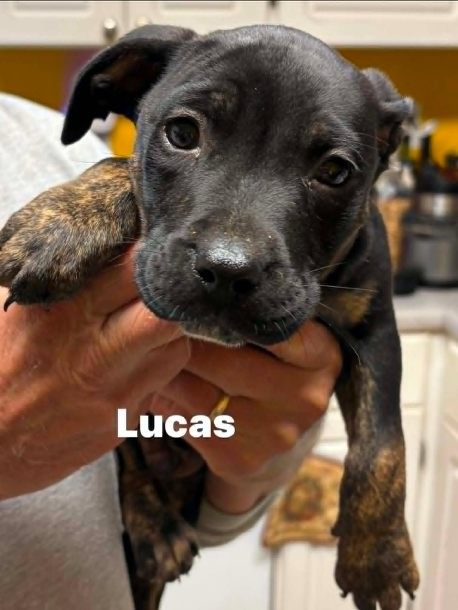 Lucas, a ADOPTABLE mixed breed in Blue Bell, PA image 6/6