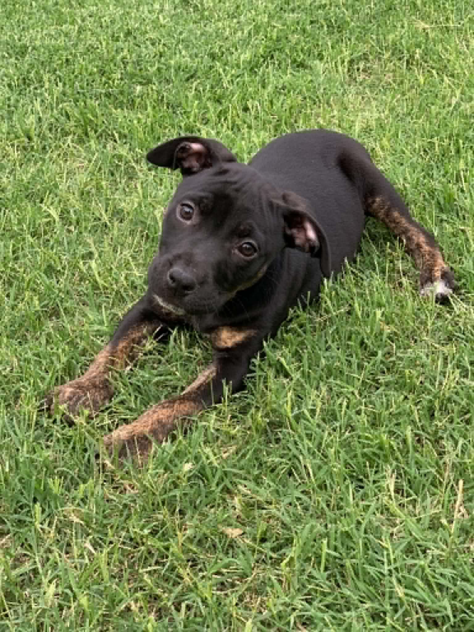 Lucas, a ADOPTABLE mixed breed in Blue Bell, PA image 3/6