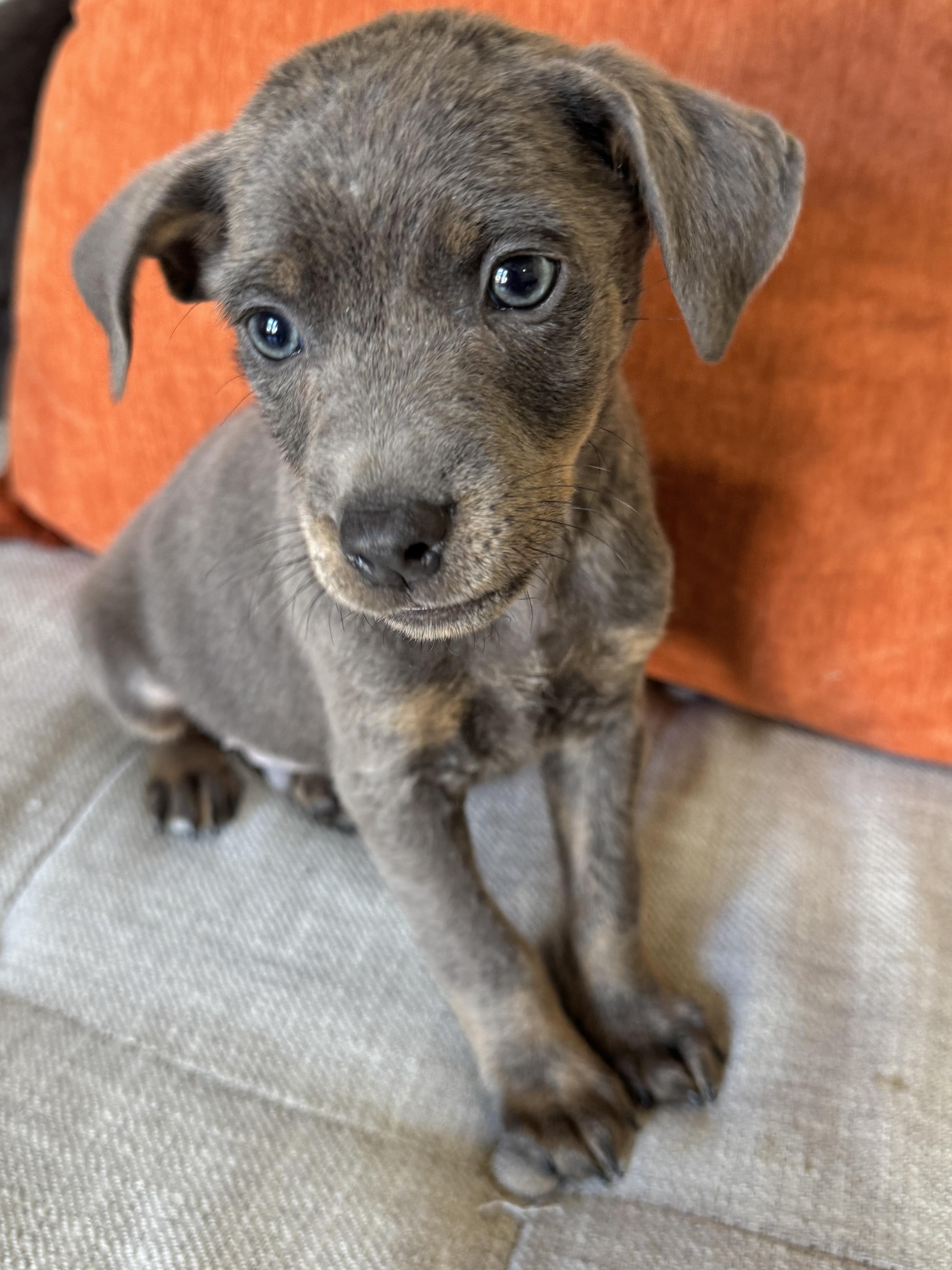 Tater, a Adoptable mixed breed in SYLVANIA, GA image 1/6