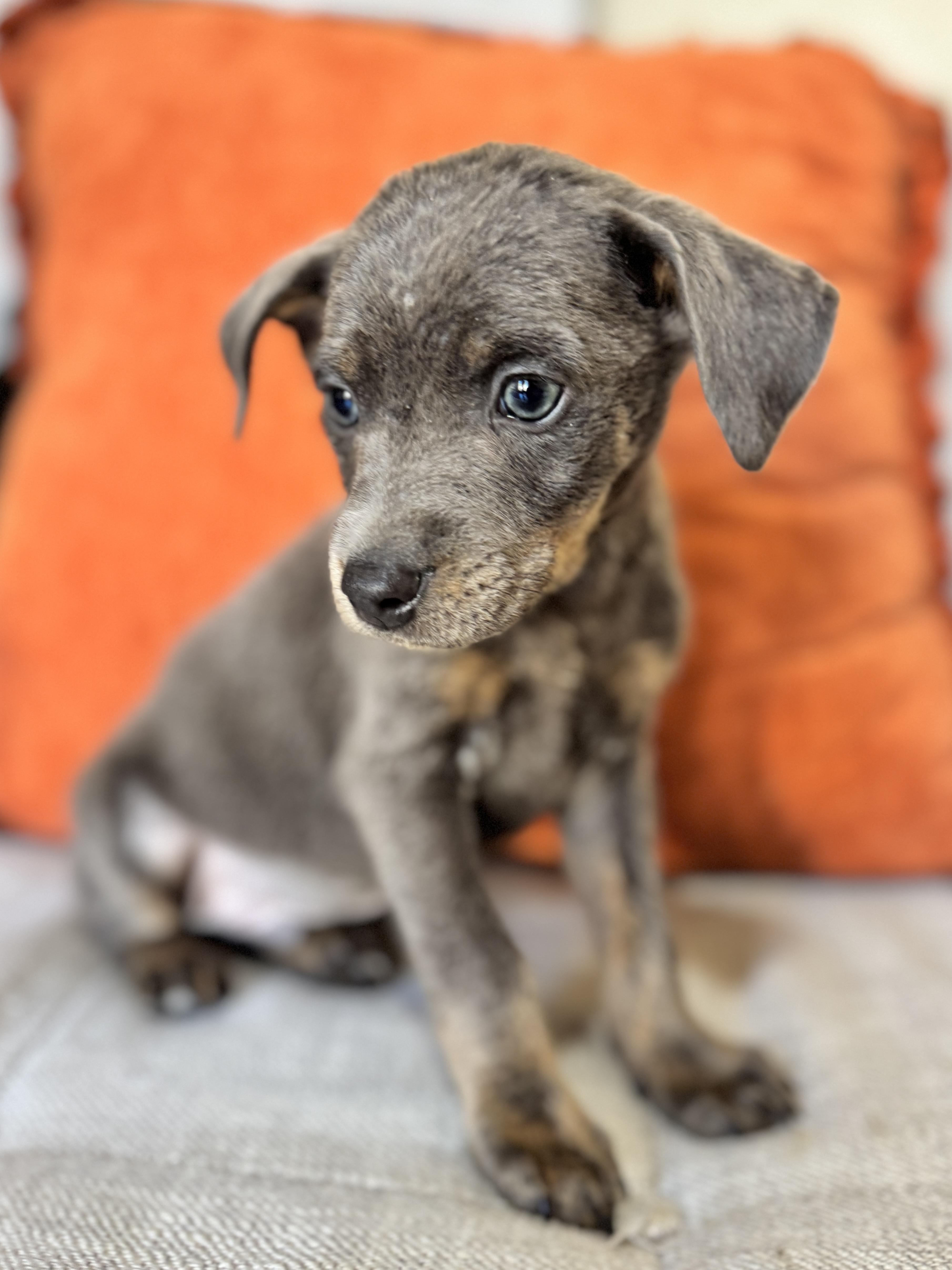 Tater, a Adoptable mixed breed in SYLVANIA, GA image 2/6