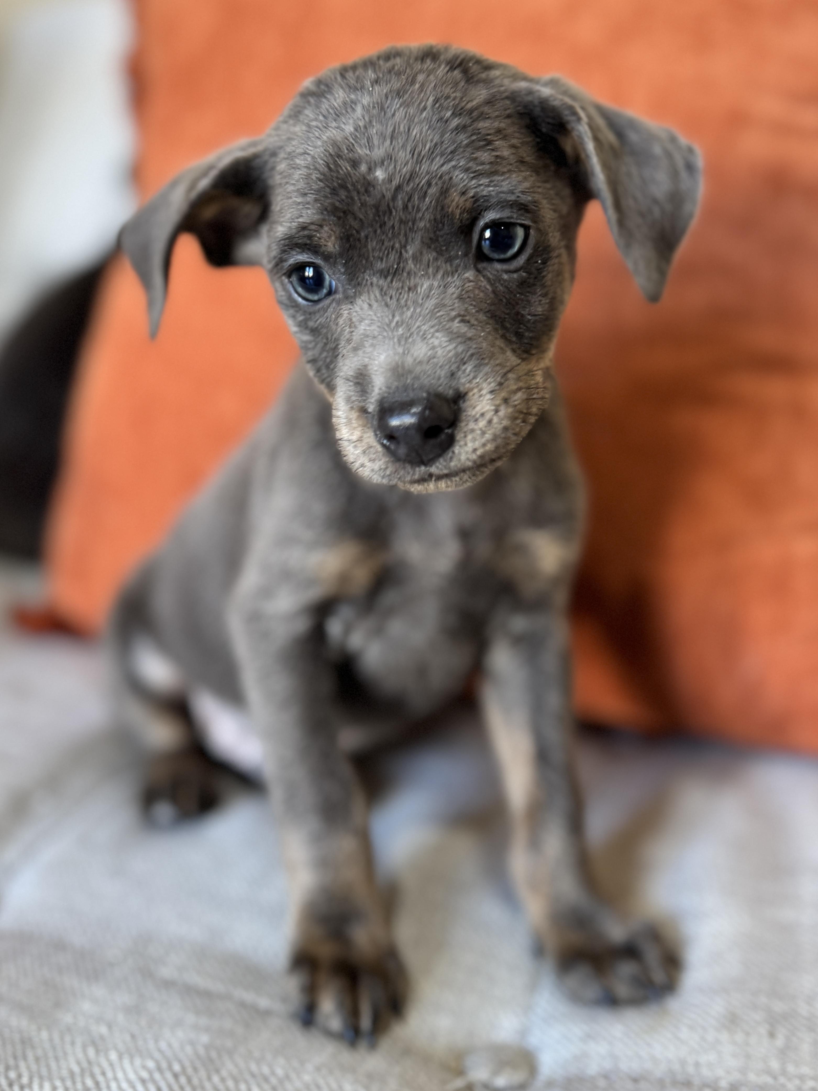 Tater, a Adoptable mixed breed in SYLVANIA, GA image 3/6